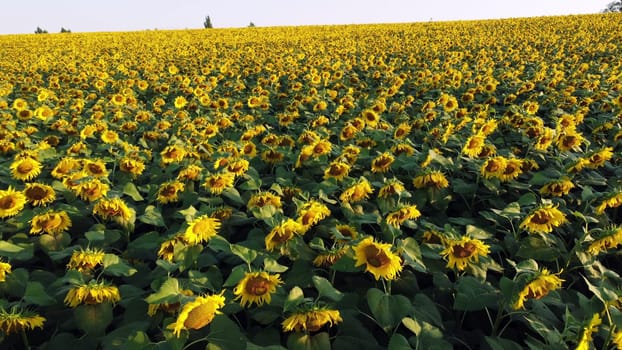 Aerial drone view flight over field with ripe sunflower heads at dawn sunset. Top view. Scenery farmland and plantations. Landscape fields agro-industrial culture. Agrarian countryside