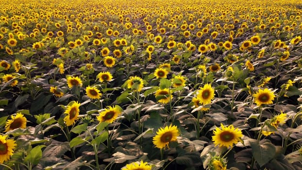 Aerial drone view flight over sunflowers growing on field of sunflowers. Aerial drone shot. Agriculture. Aerial view of sunflowers. Landscape with big yellow farm field in summer. Natural background