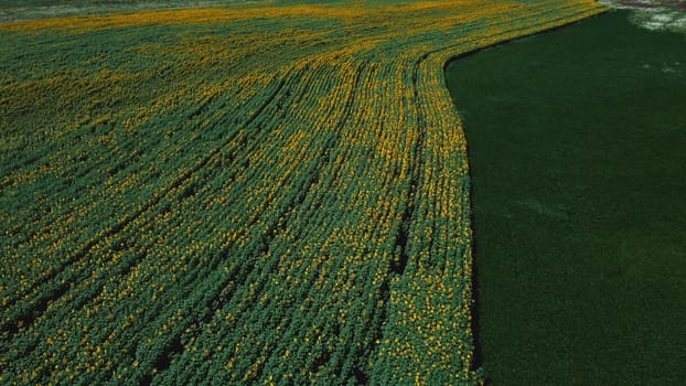 Aerial drone view flight over sunflower field on sunny summer day. Countryside landscape and panoramic view with blooming yellow sunflower flowers. Agricultural fields and farmland lands. Crop fields