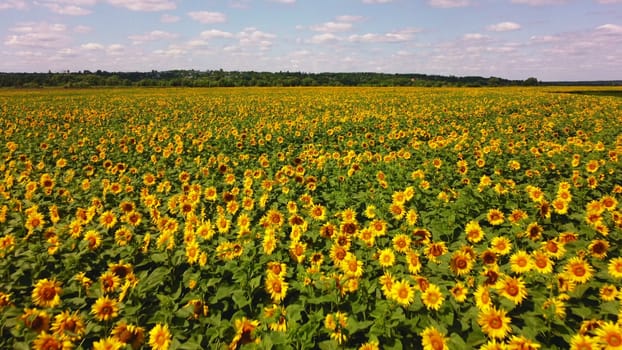 Aerial drone view flight over sunflower field on sunny summer day. Countryside landscape and panoramic view with blooming yellow sunflower flowers. Agricultural fields and farmland lands. Crop fields