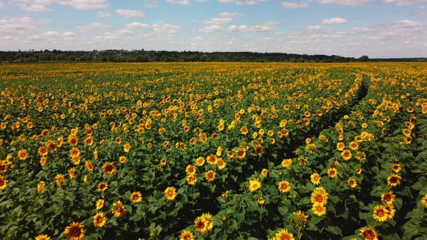 Aerial drone view flight over sunflower field on sunny summer day. Countryside landscape and panoramic view with blooming yellow sunflower flowers. Agricultural fields and farmland lands. Crop fields