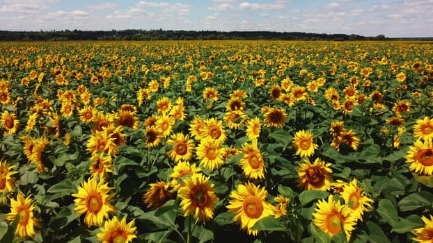 Aerial drone view flight over sunflower field on sunny summer day. Countryside landscape and panoramic view with blooming yellow sunflower flowers. Agricultural fields and farmland lands. Crop fields