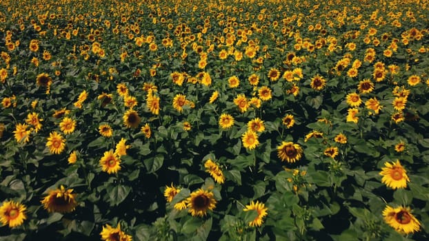 Aerial drone view flight over sunflower field on sunny summer day. Countryside landscape and panoramic view with blooming yellow sunflower flowers. Agricultural fields and farmland lands. Crop fields