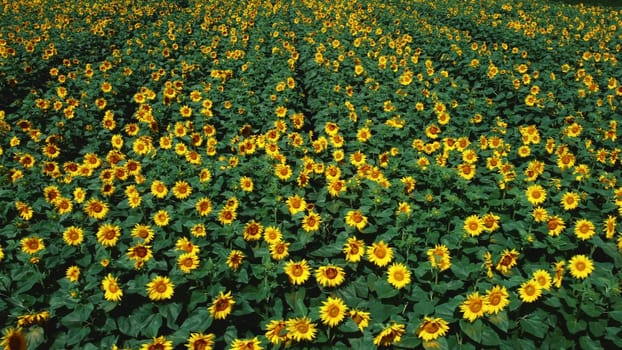 Aerial drone view flight over sunflower field on sunny summer day. Countryside landscape and panoramic view with blooming yellow sunflower flowers. Agricultural fields and farmland lands. Crop fields