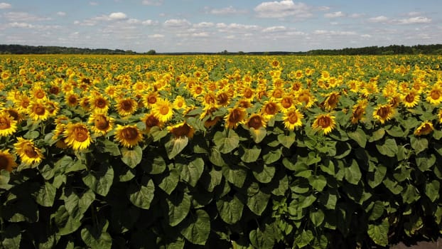 Sunflower flowers close up. Agricultural field of blooming sunflower. Agrarian landscape yellow inflorescences of blooming sunflower and green leaves on sunny summer day Farm rural country background