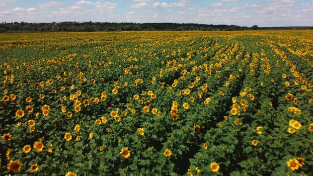 Aerial drone view flight over sunflower field on sunny summer day. Countryside landscape and panoramic view with blooming yellow sunflower flowers. Agricultural fields and farmland lands. Crop fields