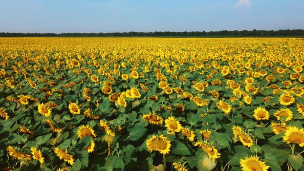 Sunflower flowers close up. Agricultural field of blooming sunflower. Agrarian landscape yellow inflorescences of blooming sunflower and green leaves on sunny summer day Farm rural country background