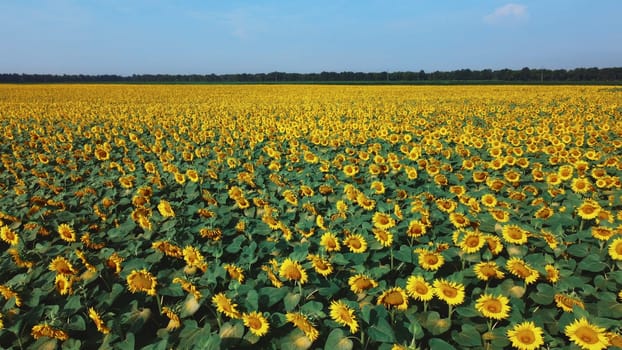 Sunflower flowers close up. Agricultural field of blooming sunflower. Agrarian landscape yellow inflorescences of blooming sunflower and green leaves on sunny summer day Farm rural country background