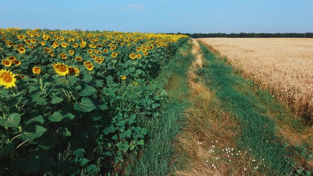 Dirt road between sunflower field and wheat field. Agricultural field of blooming sunflower and a field of ripening wheat. Agricultural fields and farmland lands. Crop fields. Agrarian background