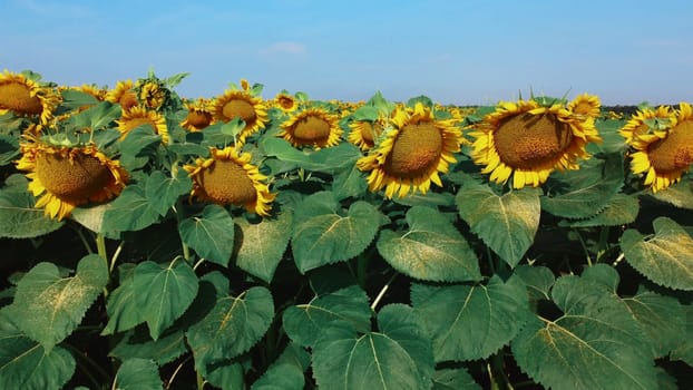 Sunflower flowers close up. Agricultural field of blooming sunflower. Agrarian landscape yellow inflorescences of blooming sunflower and green leaves on sunny summer day Farm rural country background