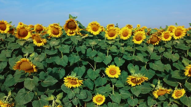Sunflower flowers close up. Agricultural field of blooming sunflower. Agrarian landscape yellow inflorescences of blooming sunflower and green leaves on sunny summer day Farm rural country background