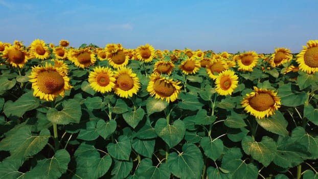 Sunflower flowers close up. Agricultural field of blooming sunflower. Agrarian landscape yellow inflorescences of blooming sunflower and green leaves on sunny summer day Farm rural country background