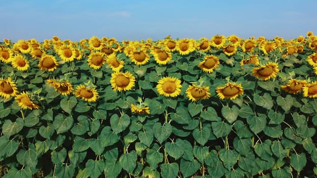 Sunflower flowers close up. Agricultural field of blooming sunflower. Agrarian landscape yellow inflorescences of blooming sunflower and green leaves on sunny summer day Farm rural country background