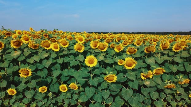 Sunflower flowers close up. Agricultural field of blooming sunflower. Agrarian landscape yellow inflorescences of blooming sunflower and green leaves on sunny summer day Farm rural country background