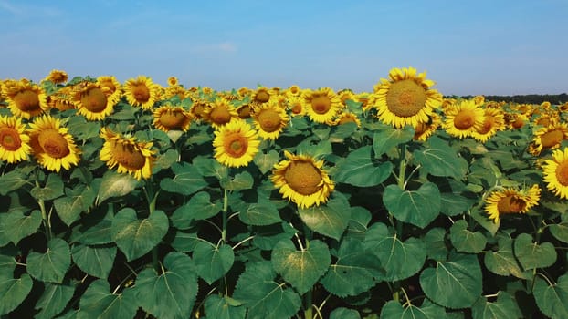 Sunflower flowers close up. Agricultural field of blooming sunflower. Agrarian landscape yellow inflorescences of blooming sunflower and green leaves on sunny summer day Farm rural country background