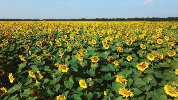 Sunflower flowers close up. Agricultural field of blooming sunflower. Agrarian landscape yellow inflorescences of blooming sunflower and green leaves on sunny summer day Farm rural country background