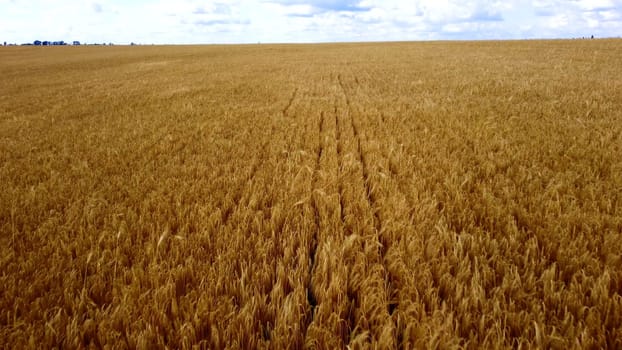 Landscape Wheat field. Aerial drone view. Wheat ears on cloudy day. Yellow golden grains spikes of wheat in field. Textured agricultural farming background. Scenery Grains of wheat in ear ripen