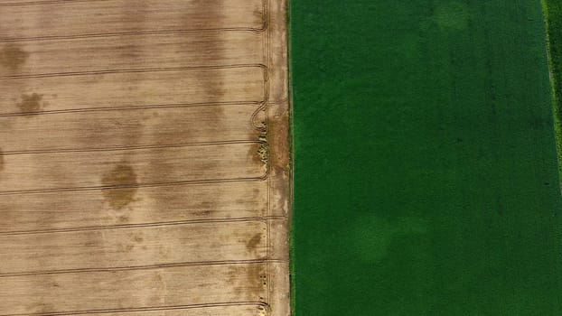 Aerial drone view over border between yellow wheat field and green agricultural field. Top view two halves of fields. Rural landscape and scenery country. Agricultural natural background. Crop fields.