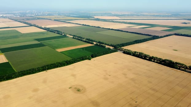 Aerial drone view flight over large yellow wheat field and other different green agricultural fields on summer. Crop fields. Top view farmland and plantations. Rural landscape agro fields. Countryside