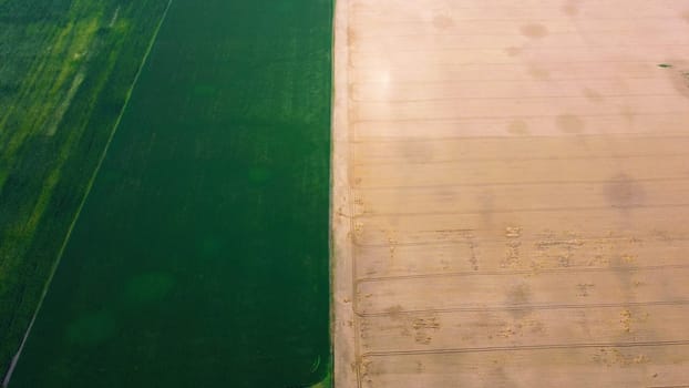 Aerial drone view over between yellow wheat field and green agricultural field. Top view two halves of fields. Rural landscape scenery country. Agricultural natural background. Crop fields