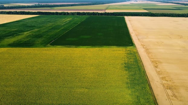 Panoramic top view sunflower field, big yellow wheat field and fields with other green agricultural plants. Drone rises up. Aerial drone view. Agrarian agricultural landscape. Natural background.