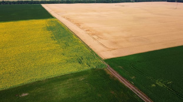 Panoramic top view sunflower field, big yellow wheat field and fields with other green agricultural plants. Aerial drone view. Agrarian agricultural landscape. Natural countryside farmland background.