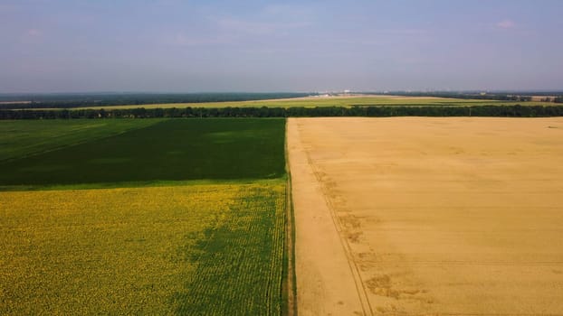 Panoramic top view sunflower field, big yellow wheat field and fields with green agricultural plants. Drone rises up. Aerial drone view. Agrarian agricultural landscape. Natural background. Lifting up