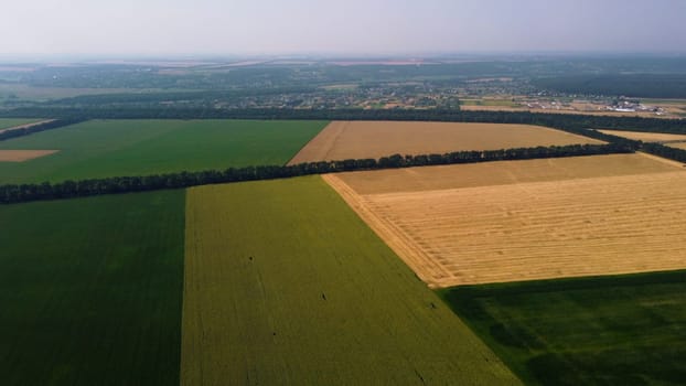 Wheat field and different agricultural fields. Panoramic top view. Landscape fields with green agricultural plants and yellow wheat field. Aerial drone view. Agrarian agricultural background.