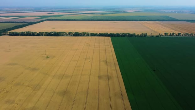 Big wheat field. Different agricultural fields. Panoramic top view. Landscape yellow wheat field and fields with other green agricultural plants. Aerial drone view. Agrarian agricultural background