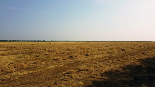 Rows of mowed dry yellow cut straw from wheat lies on field on sunny day. Aerial drone view flight over dried straw and stacks of straw on wheat field. Blue clear sky. Natural countryside background.