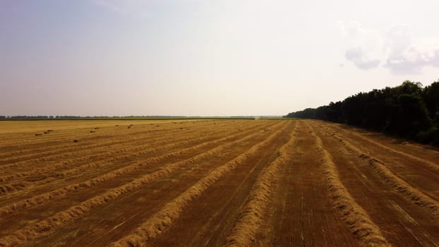 Rows of mowed dry yellow straw from wheat lies on field. Tractor drives across field and makes bales from cut straw. Tractor harvesting hay into bales in field on sunny day. Aerial drone view.