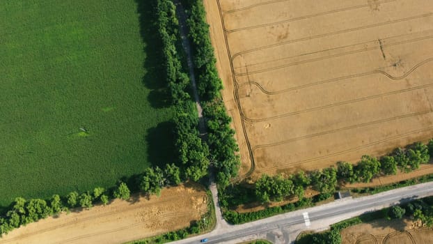 Aerial drone view flight over asphalt road intersection and yellow-green agricultural wheat fields on sunny summer day. Cars driving along the road. . Rural landscape and scenery country