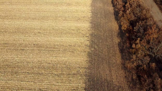 Aerial Drone View Flight Over on Cornfield with Yellow Straw After Harvest on Sunny Autumn Day. Harvesting, Agrarian and Agricultural Works, Farming. Straw field, Stubble field. Rural Country Scenery