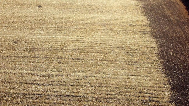 Aerial Drone View Flight Over on Cornfield with Yellow Straw After Harvest on Sunny Autumn Day. Harvesting, Agrarian and Agricultural Works, Farming. Straw field, Stubble field. Rural Country Scenery