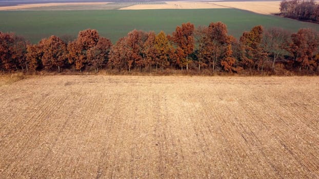 Aerial Drone View. Trees with brown dry leaves grow between field after harvest with yellow straw and field with green sprouts on Autumn Sunny Day. Rural Country Landscape. Agrarian and Agricultural