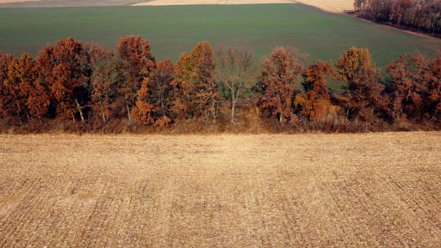 Aerial Drone View. Trees with brown dry leaves grow between field after harvest with yellow straw and field with green sprouts on Autumn Sunny Day. Rural Country Landscape. Agrarian and Agricultural