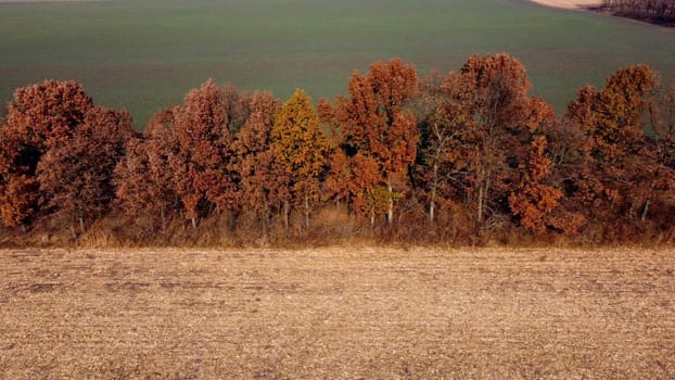 Aerial Drone View. Trees with brown dry leaves grow between field after harvest with yellow straw and field with green sprouts on Autumn Sunny Day. Rural Country Landscape. Agrarian and Agricultural