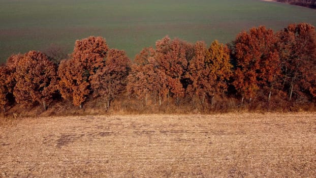 Aerial Drone View. Trees with brown dry leaves grow between field after harvest with yellow straw and field with green sprouts on Autumn Sunny Day. Rural Country Landscape. Agrarian and Agricultural