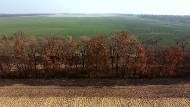 Aerial Drone View. Trees with brown dry leaves grow between field after harvest with yellow straw and field with green sprouts on Autumn Sunny Day. Rural Country Landscape. Agrarian and Agricultural