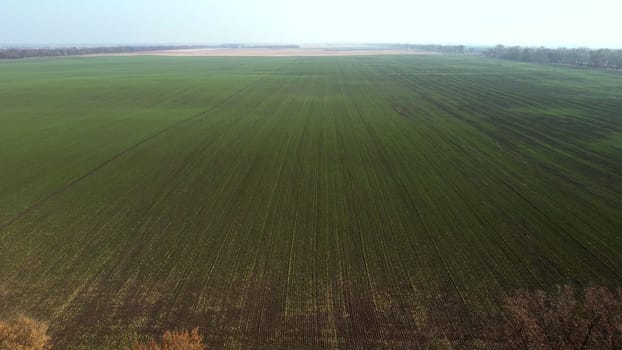 Aerial Drone View. Trees with brown dry leaves grow between field after harvest with yellow straw and field with green sprouts on Autumn Sunny Day. Rural Country Landscape. Agrarian and Agricultural