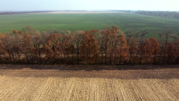 Aerial Drone View. Trees with brown dry leaves grow between field after harvest with yellow straw and field with green sprouts on Autumn Sunny Day. Rural Country Landscape. Agrarian and Agricultural