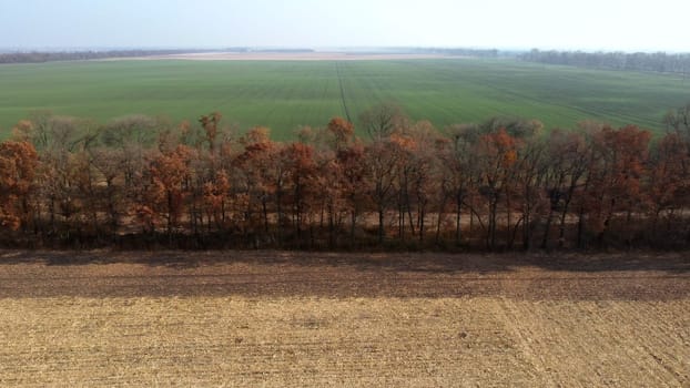 Aerial Drone View. Trees with brown dry leaves grow between field after harvest with yellow straw and field with green sprouts on Autumn Sunny Day. Rural Country Landscape. Agrarian and Agricultural
