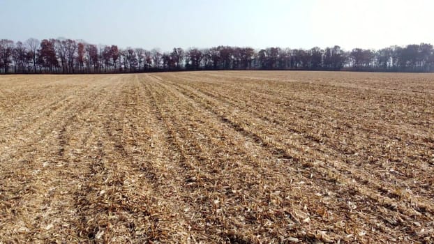 Aerial Drone View Flight Over on Cornfield with Yellow Straw After Harvest on Sunny Autumn Day. Harvesting, Agrarian, Agricultural, Farming. Straw field, Stubble field. Landscape Rural Country Scenery