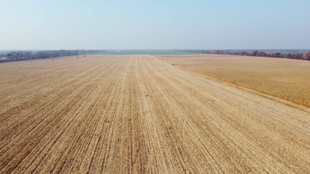 Aerial Drone View Flight Over on Cornfield with Yellow Straw After Harvest on Sunny Autumn Day. Harvesting, Agrarian, Agricultural, Farming. Straw field, Stubble field. Landscape Rural Country Scenery