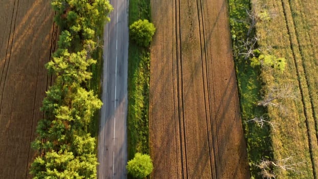 Aerial drone view flight over asphalt road with green trees between wheat fields. Long shadows from trees. Cars driving along road. Agricultural landscape. Travels. Tourism. Rural countryside scenery.