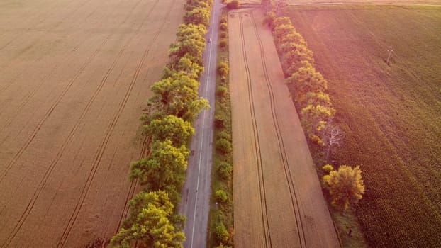 Drone flying over road between wheat fields during dawn sunset. Cars are driving along road. Long shadows from trees. Red sun glare. Rural countryside scenery. Agricultural landscape. Travels. Tourism