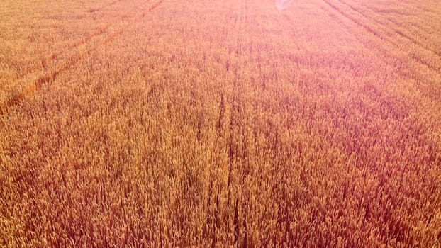 Flying over field of yellow ripe wheat, dawn sunset. Sun glare. Natural background. Rural countryside scenery. Agricultural landscape. Aerial drone view flight over ears of wheat grains. Highlight