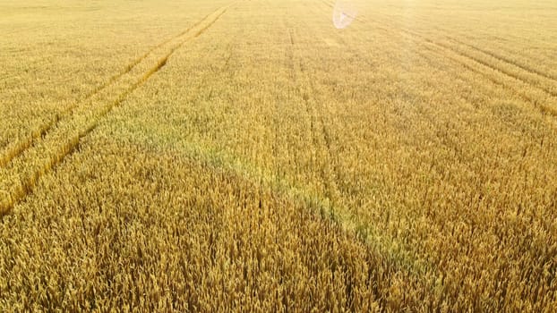 Flying over field of yellow ripe wheat during dawn sunset. Sun glare. Natural background. Rural countryside scenery. Agricultural landscape. Aerial drone view flight over ears of wheat grains