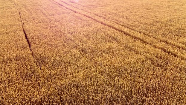 Flying over field of yellow ripe wheat, dawn sunset. Sun glare. Natural background. Rural countryside scenery. Agricultural landscape. Aerial drone view flight over ears of wheat grains. Highlight