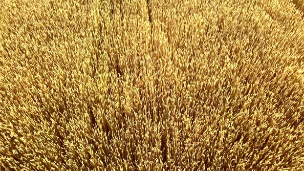 Flying over field of yellow ripe wheat close-up. Natural background. Rural countryside scenery. Agricultural landscape. Aerial drone view flight over ears of wheat grains. Ripe harvest. Agrarian